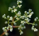 Scleranthus perennis