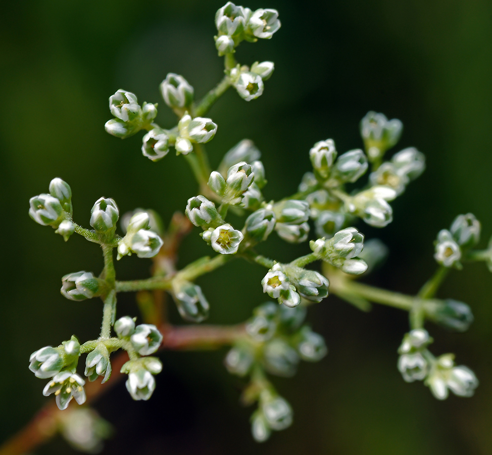 Изображение особи Scleranthus perennis.