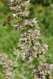 Nepeta cataria