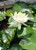 Nymphaea odorata. Цветущее растение. Таиланд, остров Тао, в культуре. 25.06.2013.