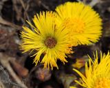 Tussilago farfara