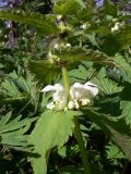 Lamium album