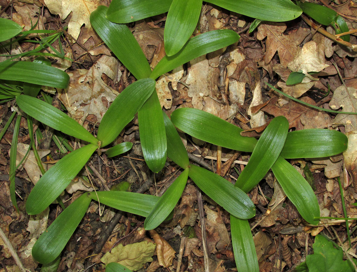 Изображение особи Orchis pallens.