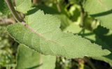 Salvia betonicifolia