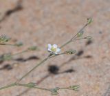 Polycarpaea robbairea. Верхушка веточки с бутонами и цветком. Израиль, южная Арава, восточные окр. киббуца Элифаз, мелкое русло с песчаным ложем. 17.02.2016.