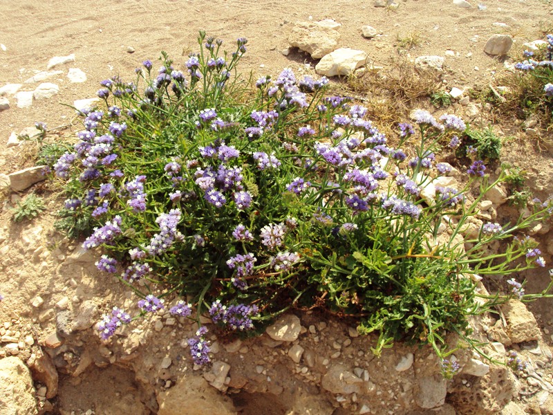 Изображение особи Limonium sinuatum.