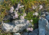 Asperula abchasica