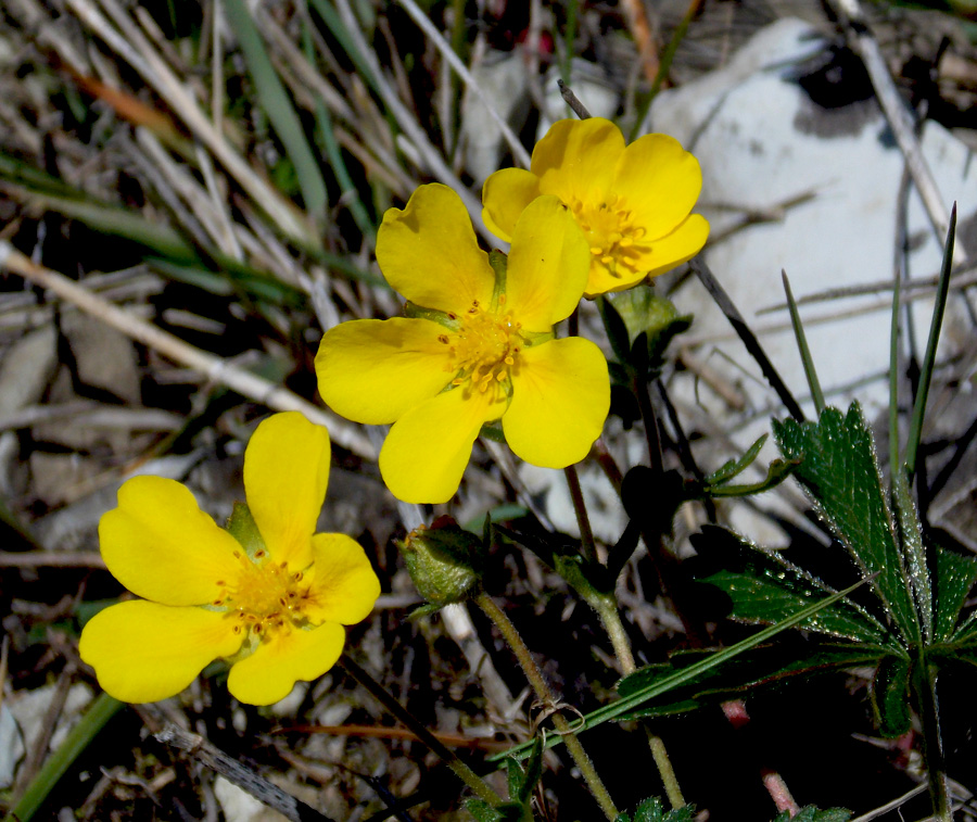 Изображение особи Potentilla sphenophylla.