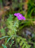 Dianthus versicolor. Верхушка цветущего растения. Восточные Саяны, Берёзовский р-н, горный склон. 23.07.2016.