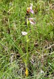 Ophrys apifera