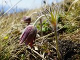 Pulsatilla cernua. Цветущее растение. Приморье, Партизанский р-н, травянистый склон сопки на морском побережье. 24.04.2016.