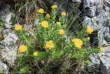 Rhodiola rosea