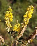 Melilotus officinalis. Верхушка побега с соцветиями. Амурская обл., Бурейский р-н, правый берег р. Бурея, окр. с. Малиновка. 17.07.2016.