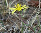 Gagea pauciflora. Верхушка цветущего растения. Иркутская обл., Усть-Ордынский р-н, гора Булен, склон. 26.07.2016.