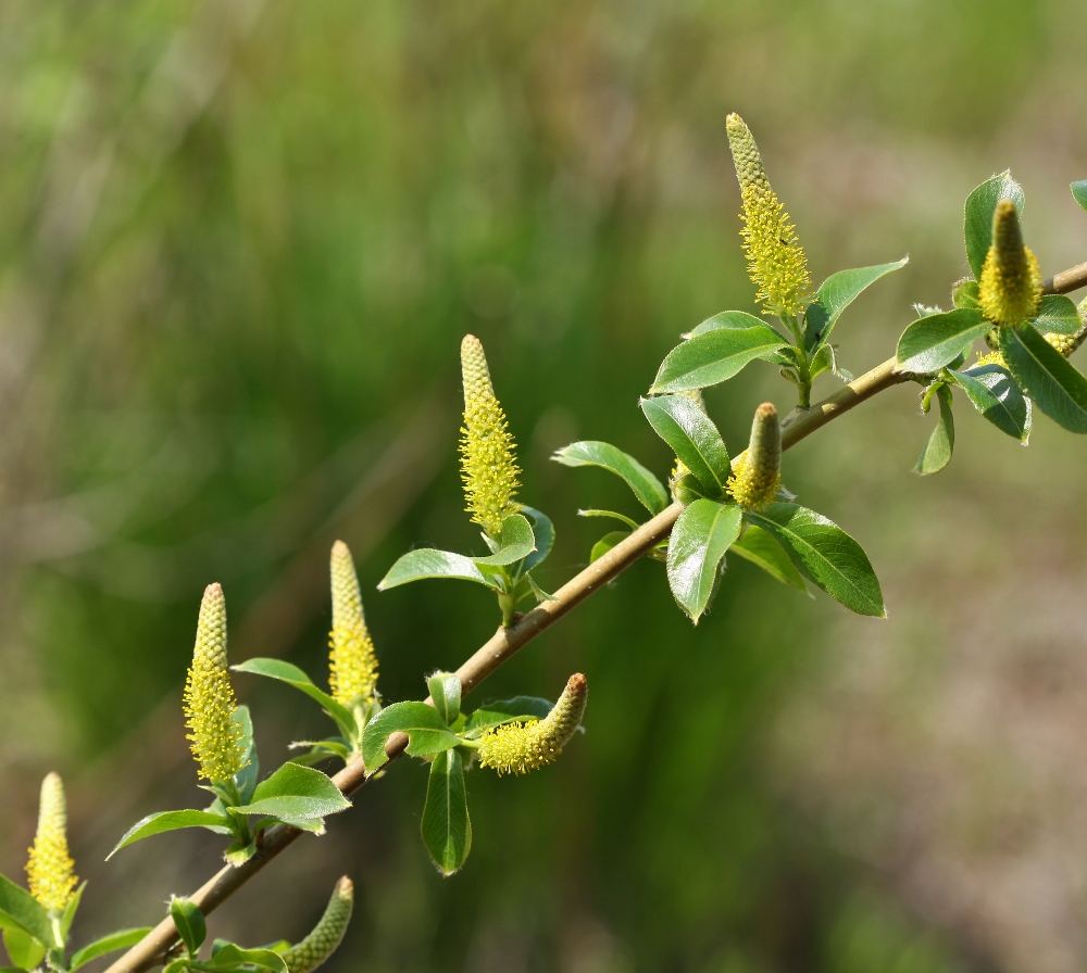 Image of Salix pseudopentandra specimen.
