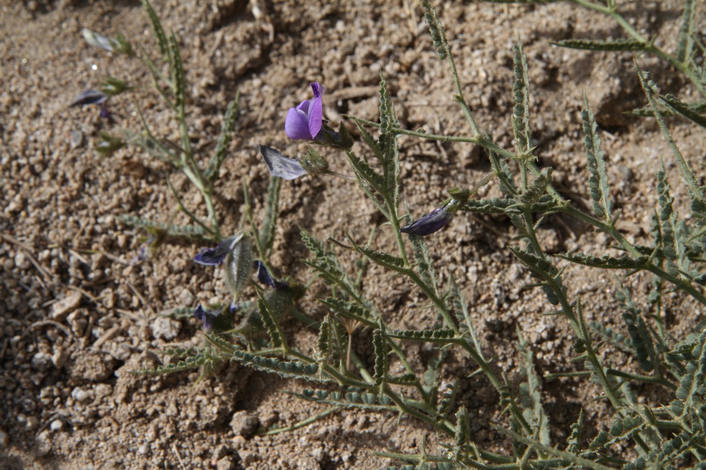 Image of Cicer acanthophyllum specimen.