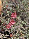 Dyerophytum africanum