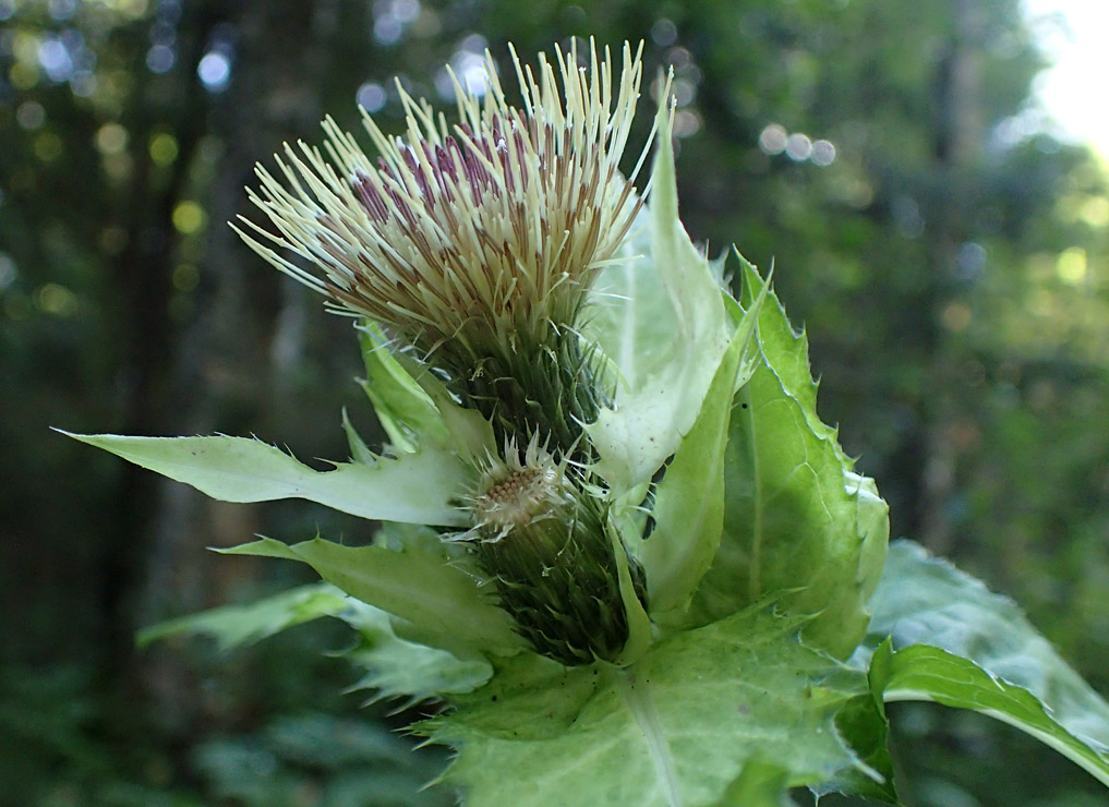 Изображение особи Cirsium oleraceum.