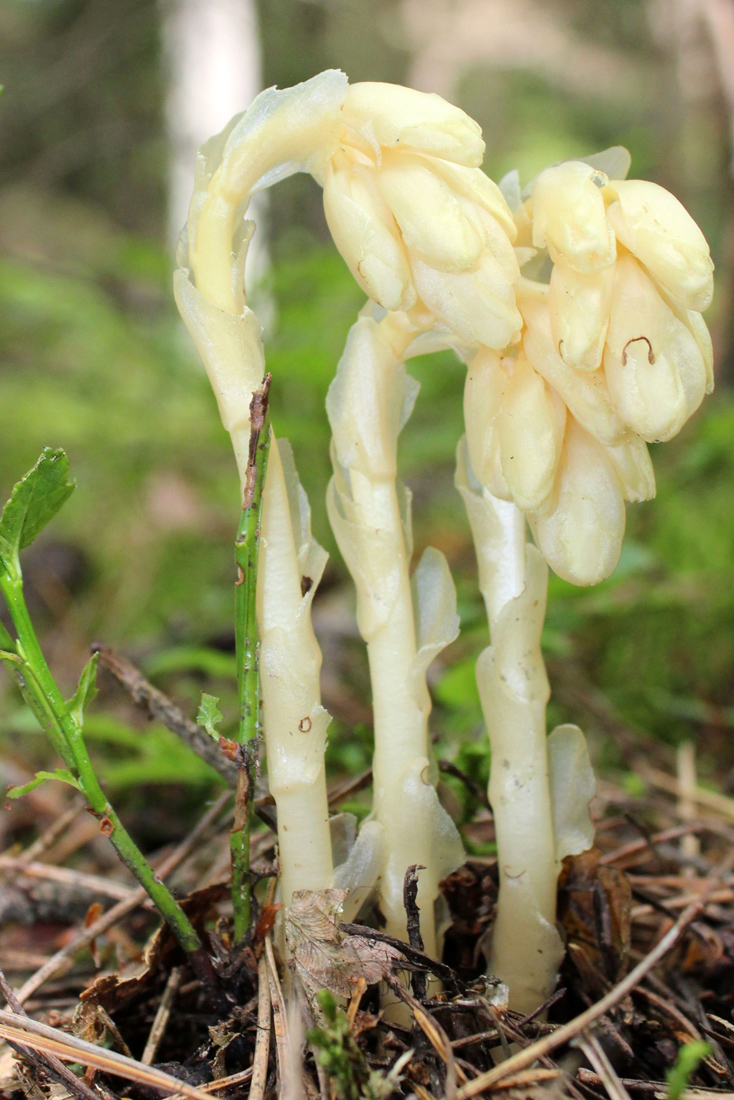 Изображение особи Hypopitys monotropa.