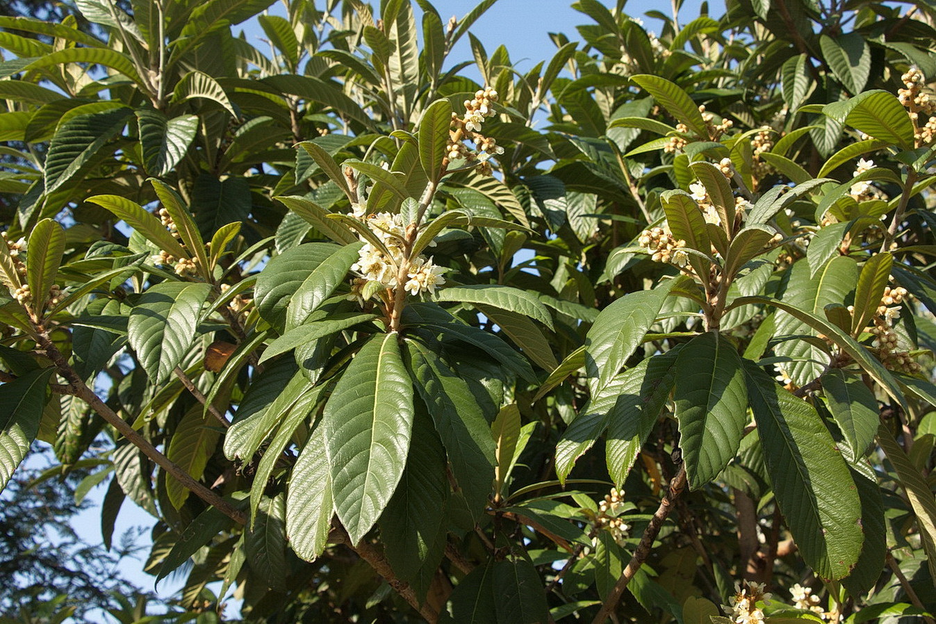 Image of Eriobotrya japonica specimen.