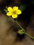 Linum trigynum. Верхушка побега с цветком, бутонами и завязавшимся плодом. Греция, о-в Крит, ном Ханья (Νομός Χανίων), дим Платаньяс (Δήμος Πλατανιά), горный массив Лефка Ори (Λευκά Όρη), урочище Ксилоскало (Ξυλόσκαλο), ≈ 1300 м н.у.м, каменистый склон, кипарисовое редколесье. 28 июня 2017 г.