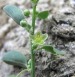 Andrachne rotundifolia