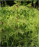 Equisetum sylvaticum. Спороносящие растения. Чувашия, окр. г. Шумерля, обочина старой узкоколейки. 30 мая 2010 г.
