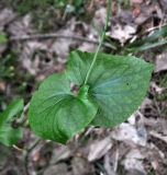 Valeriana tiliifolia. Листья. Грузия, Боржоми-Харагаульский национальный парк, маршрут №1, выс. ок. 1040 м н.у.м, хвойный лес состоящий в основном из ели восточной. 25.05.2018.