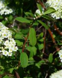 Spiraea media