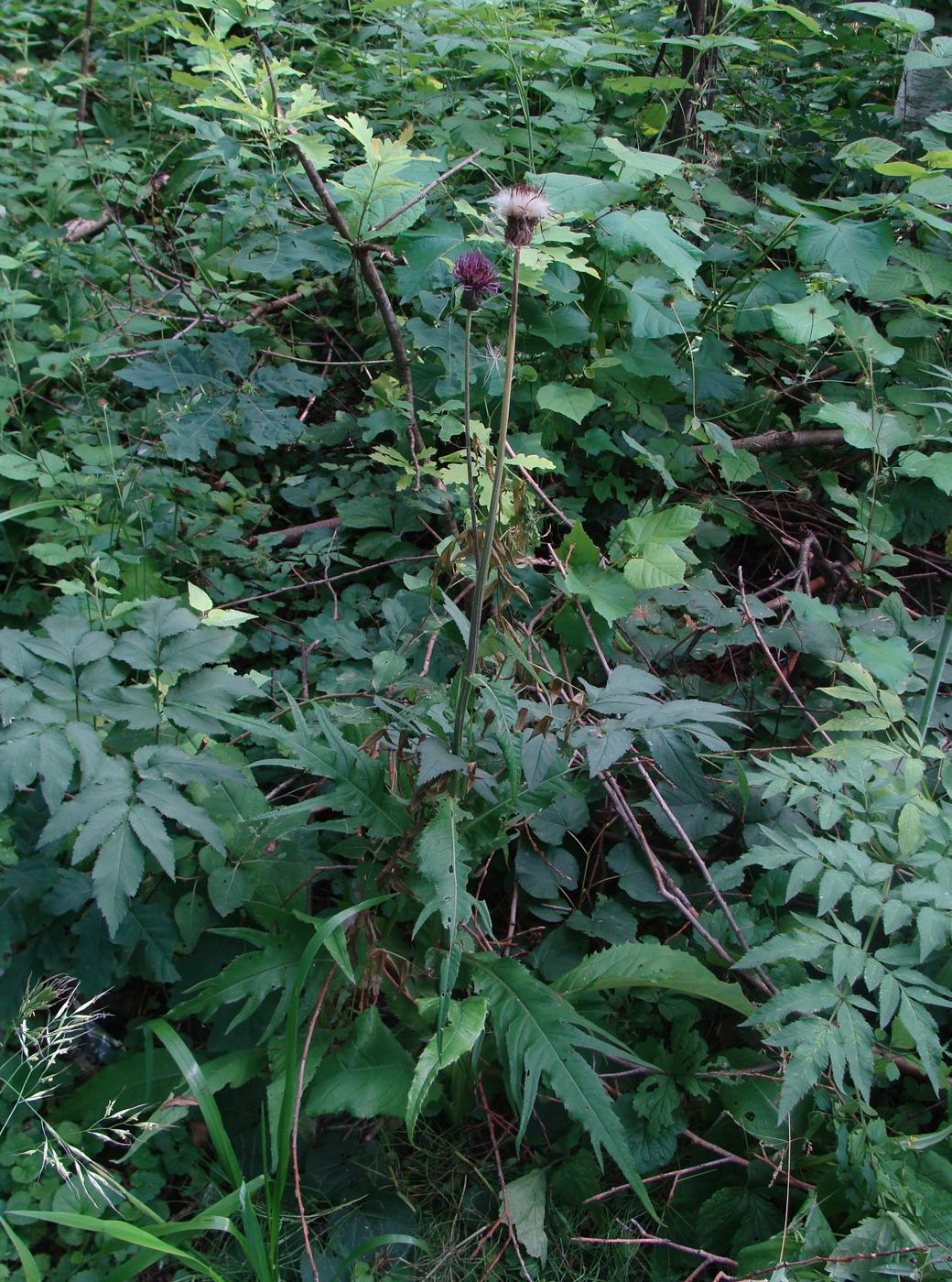 Изображение особи Cirsium heterophyllum.