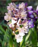 Anacamptis morio ssp. caucasica