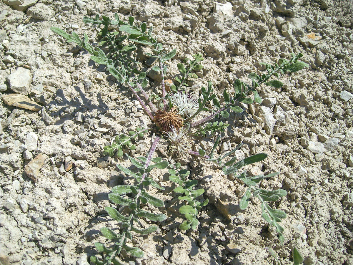 Изображение особи семейство Asteraceae.