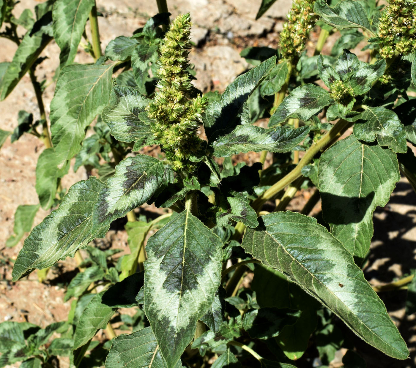 Изображение особи Amaranthus retroflexus.