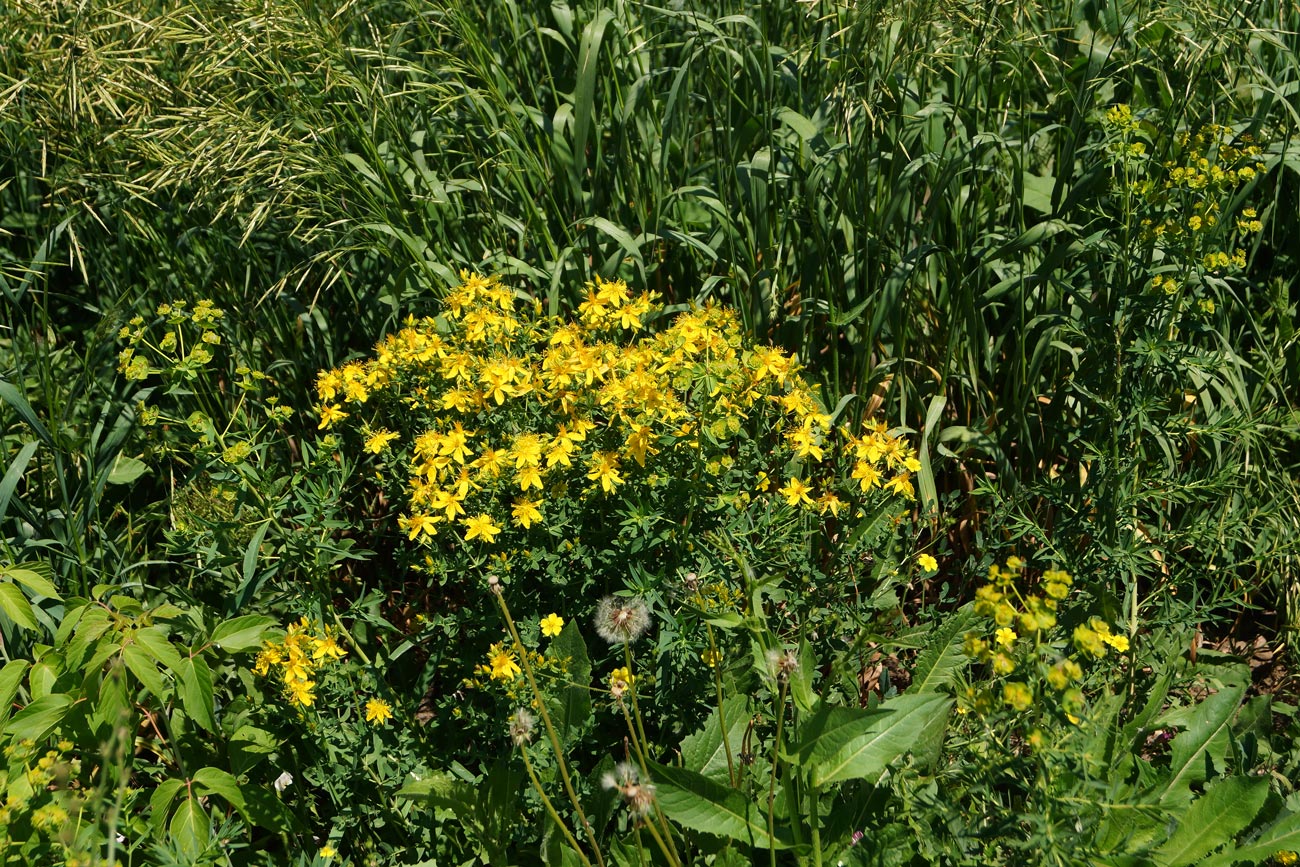 Image of Hypericum perforatum specimen.