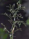 Andrographis paniculata