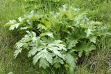 Heracleum lehmannianum. Вегетирующее растение. Узбекистан, Джизакская обл., Зааминский р-н, Зааминский национальный парк, травянистый склон. 27.04.2019.