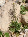 Sisymbrium irio. Цветущее и плодоносящее растение. Израиль, окр. г. Арад, фригана на дне вади. 04.03.2020.