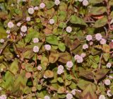 Persicaria capitata