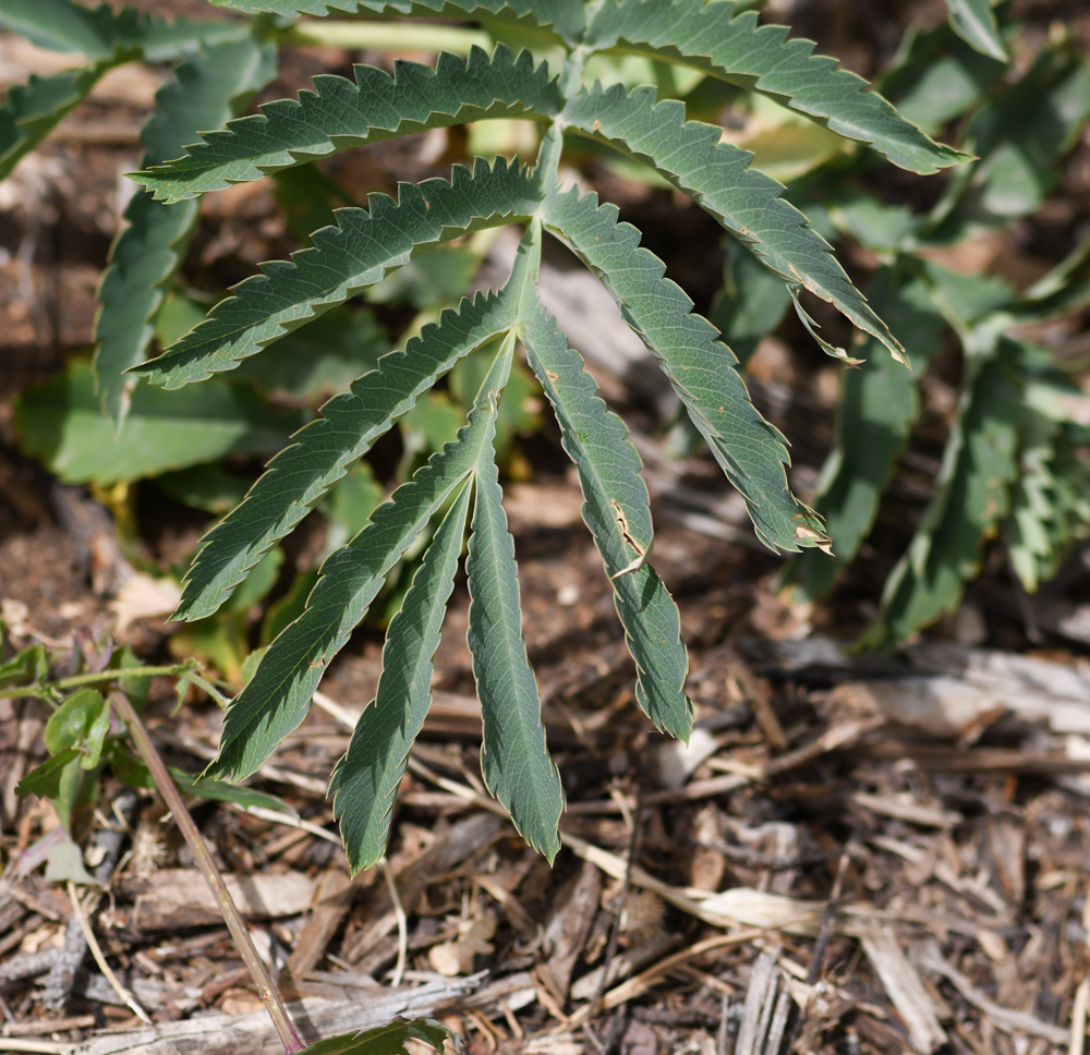 Изображение особи Melianthus major.