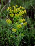 Euphorbia iberica