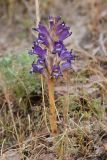 Orobanche amoena. Цветущее растение. Таджикистан, Согдийская обл., хр. Моголтау, мелкозёмистый склон. 6 мая 2023 г.