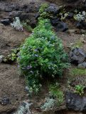 Vicia japonica