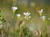 Minuartia circassica