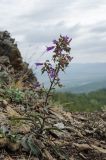 Campanula sibirica