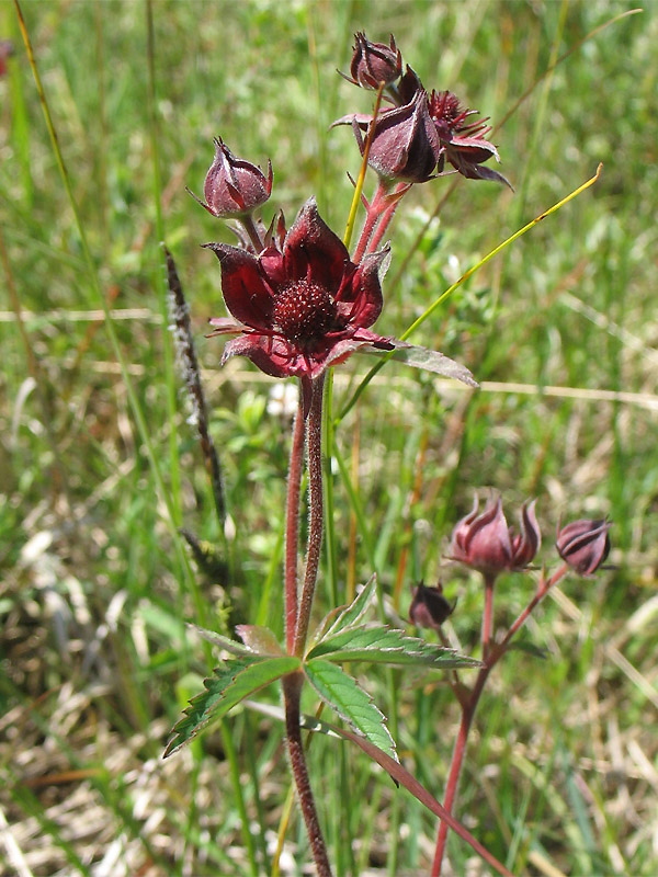 Изображение особи Comarum palustre.