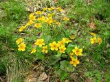 Caltha palustris