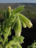 Onosma visianii