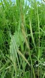 Carex rostrata