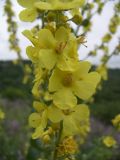 Verbascum lychnitis