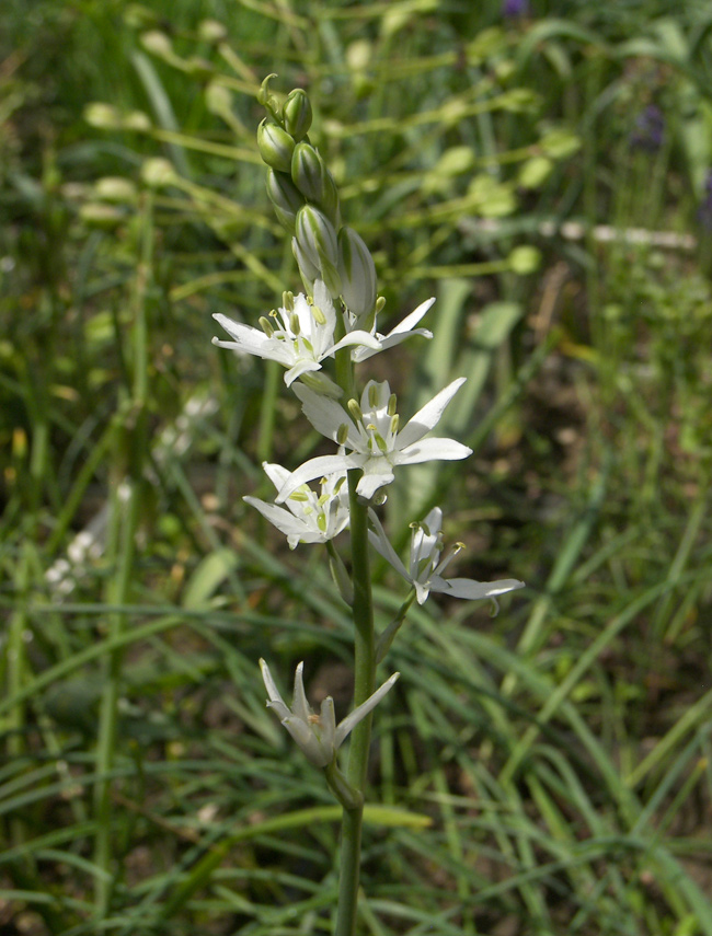 Изображение особи Ornithogalum fischerianum.